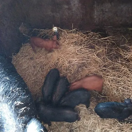 Holiday home Salva *