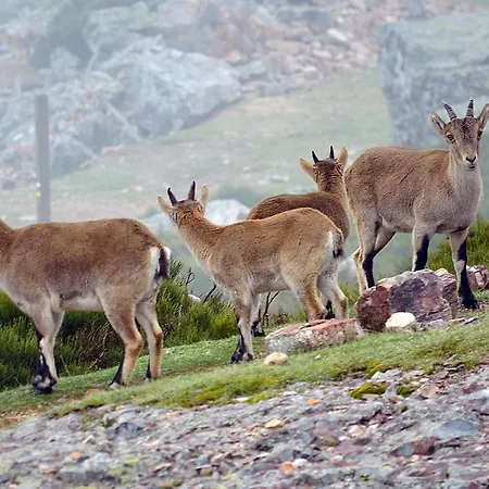 Salva La Rinconada de la Sierra