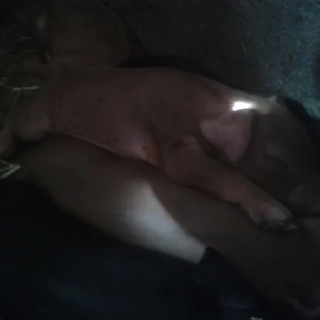 Salva * La Rinconada de la Sierra