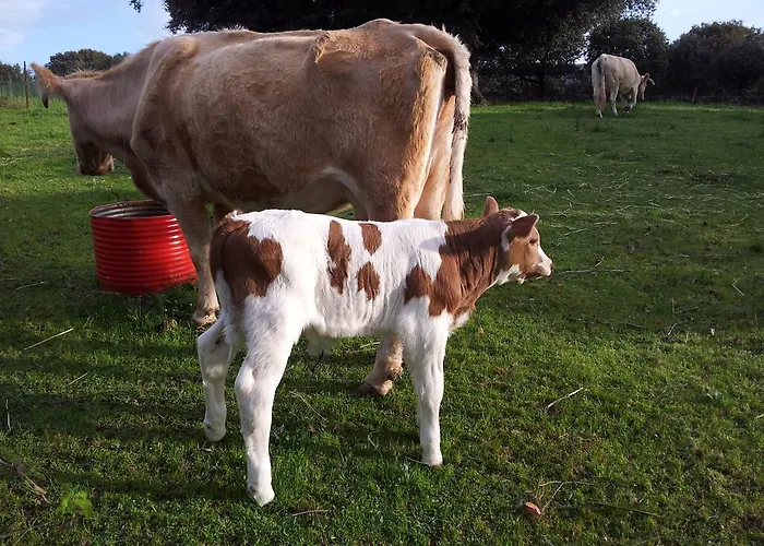 Vakantiehuis Salva *