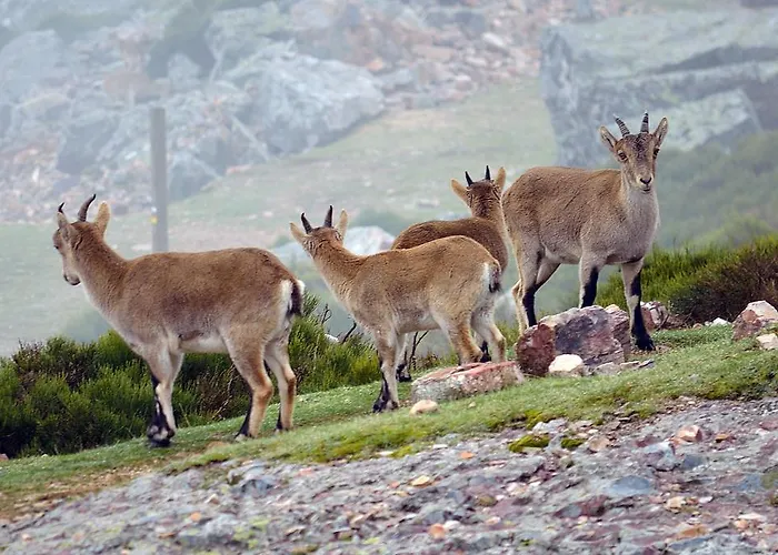 Salva La Rinconada de la Sierra
