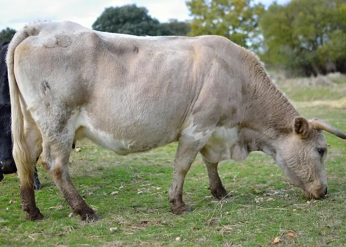 Salva Tatil Evi La Rinconada de la Sierra